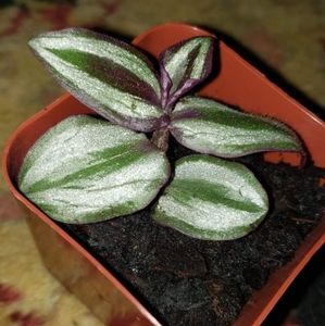Live wandering jew plant